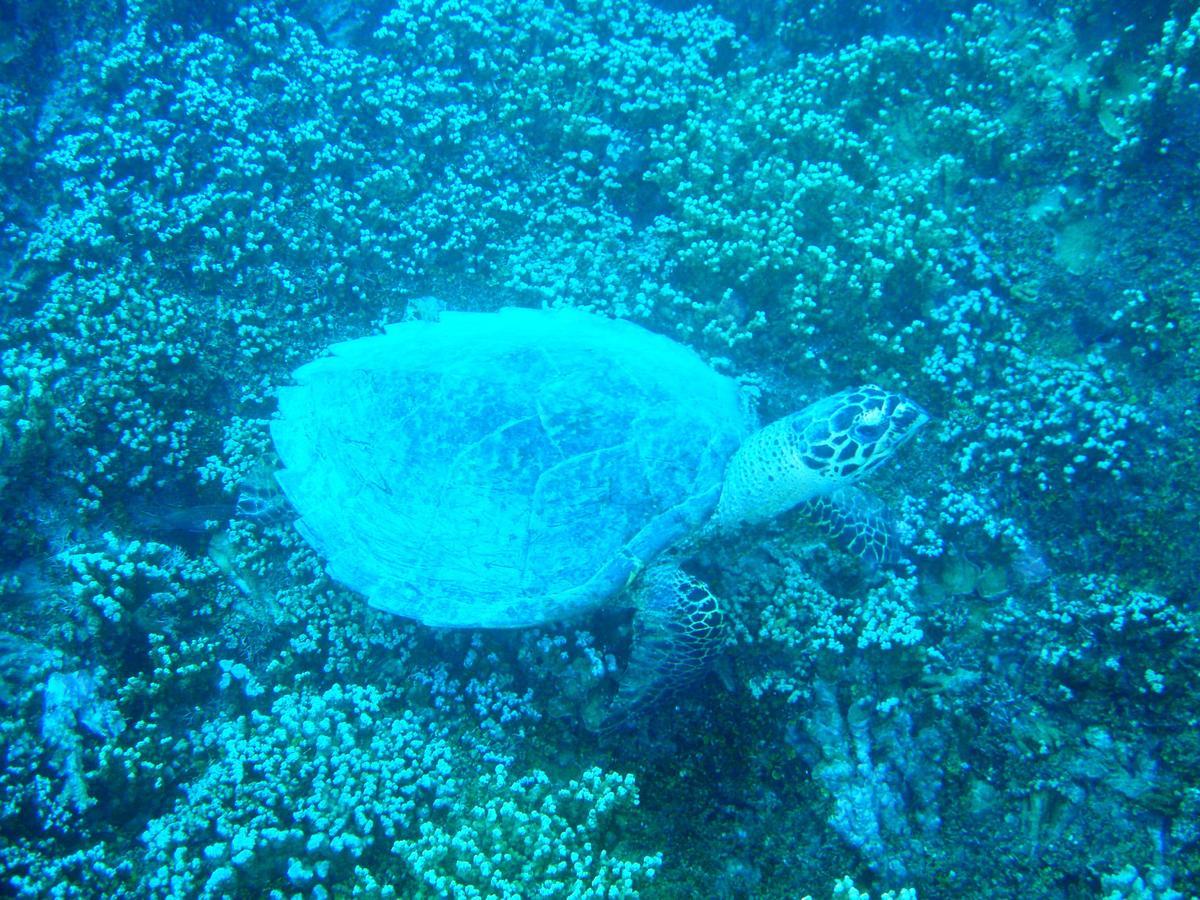 Village Temanuata Bora Bora Luaran gambar